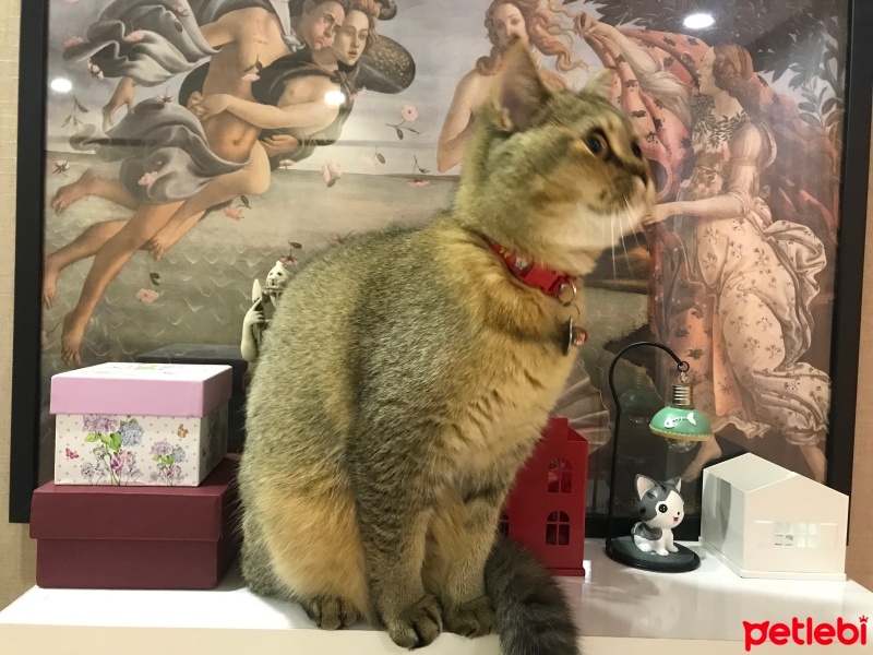 British Shorthair, Kedi  Çakıl fotoğrafı