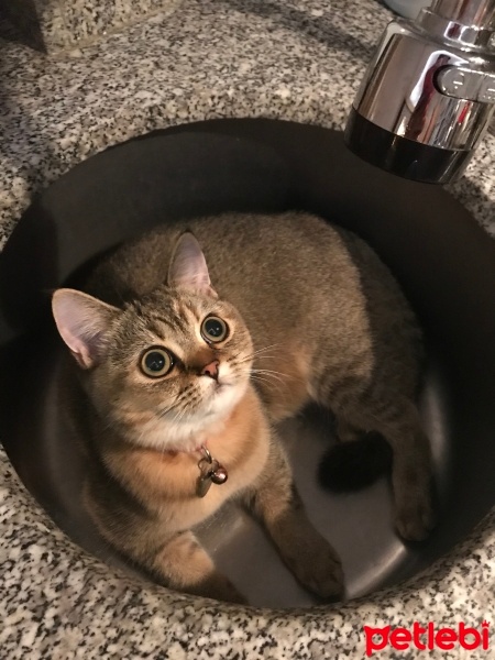 British Shorthair, Kedi  Çakıl fotoğrafı