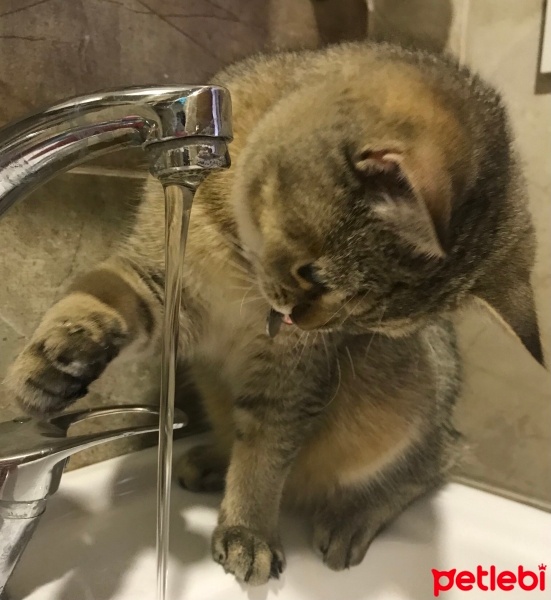 British Shorthair, Kedi  Çakıl fotoğrafı