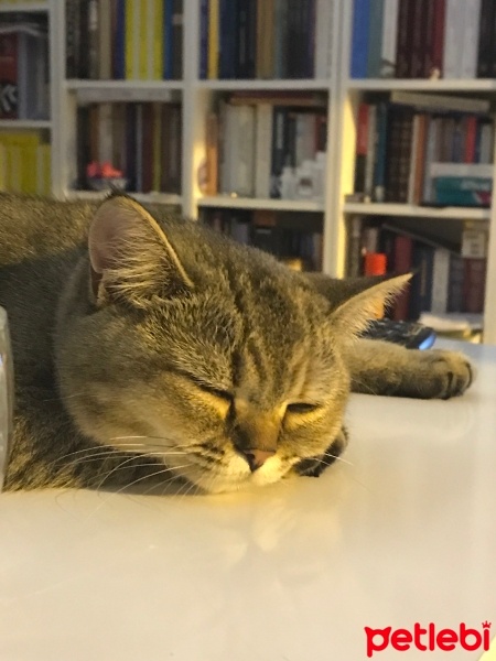 British Shorthair, Kedi  Çakıl fotoğrafı