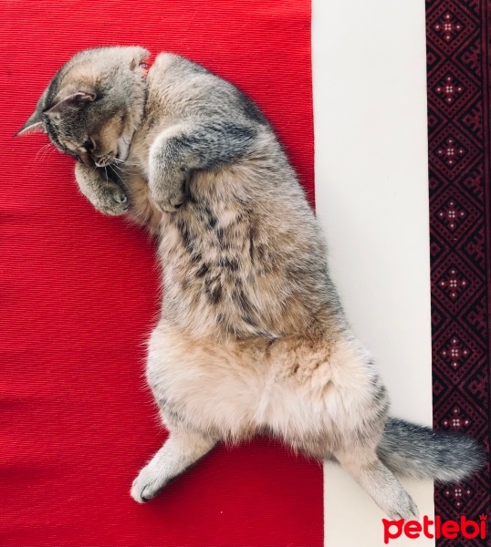 British Shorthair, Kedi  Çakıl fotoğrafı