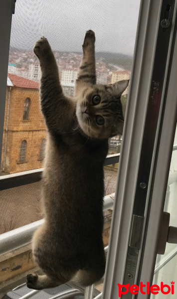 British Shorthair, Kedi  Çakıl fotoğrafı