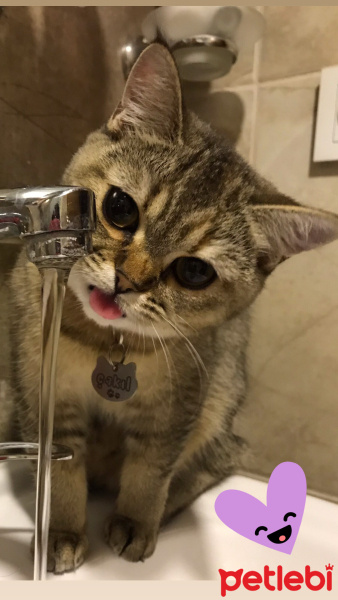 British Shorthair, Kedi  Çakıl fotoğrafı