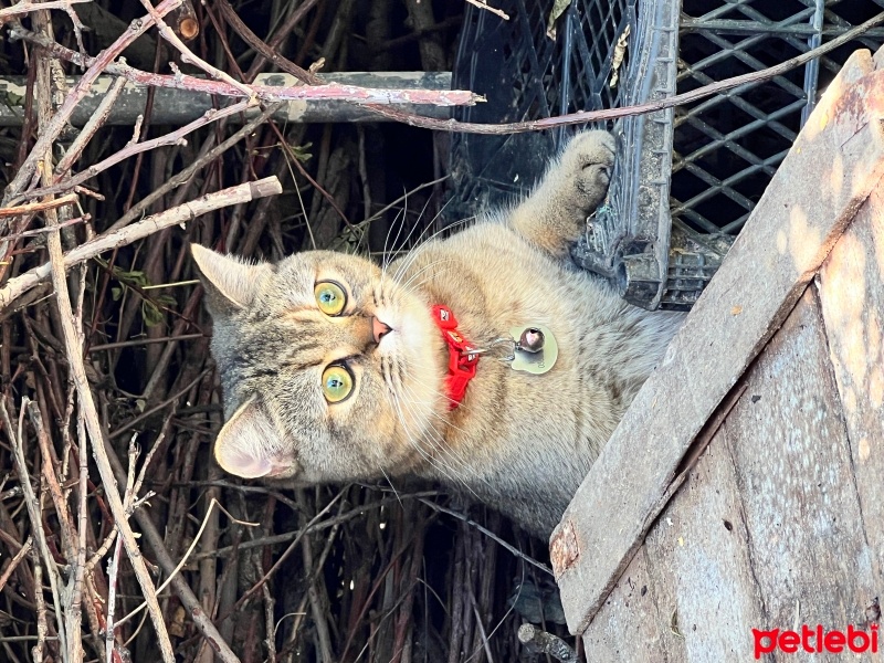 British Shorthair, Kedi  Çakıl fotoğrafı