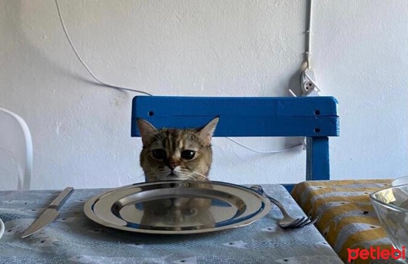 British Shorthair, Kedi  Çakıl fotoğrafı