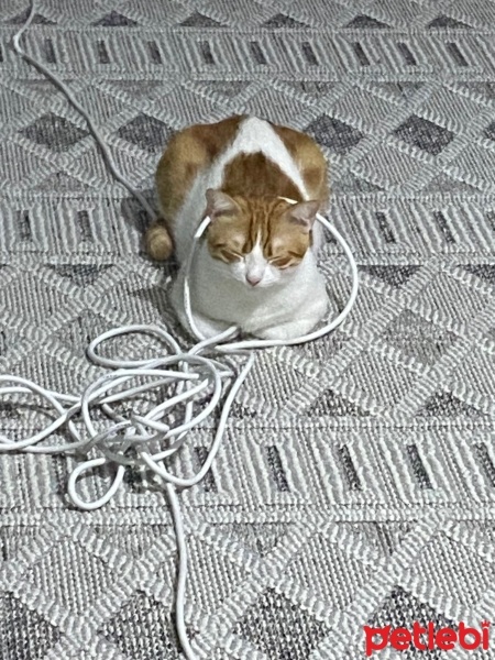 Sarman, Kedi  sütlaç fotoğrafı