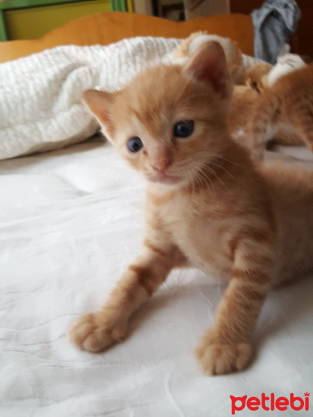 Tekir Kedi, Kedi  miya fotoğrafı