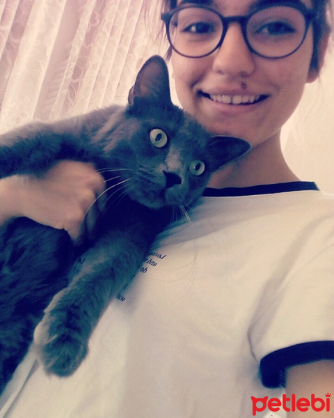 Mavi Rus, Kedi  Şişa fotoğrafı