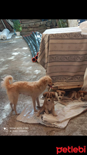 Maltese, Köpek  Cesur fotoğrafı