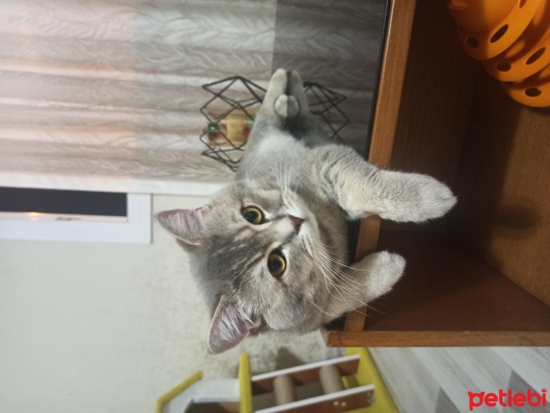 British Shorthair, Kedi  Paşa fotoğrafı