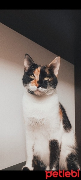 Tekir Kedi, Kedi  Mırmır fotoğrafı