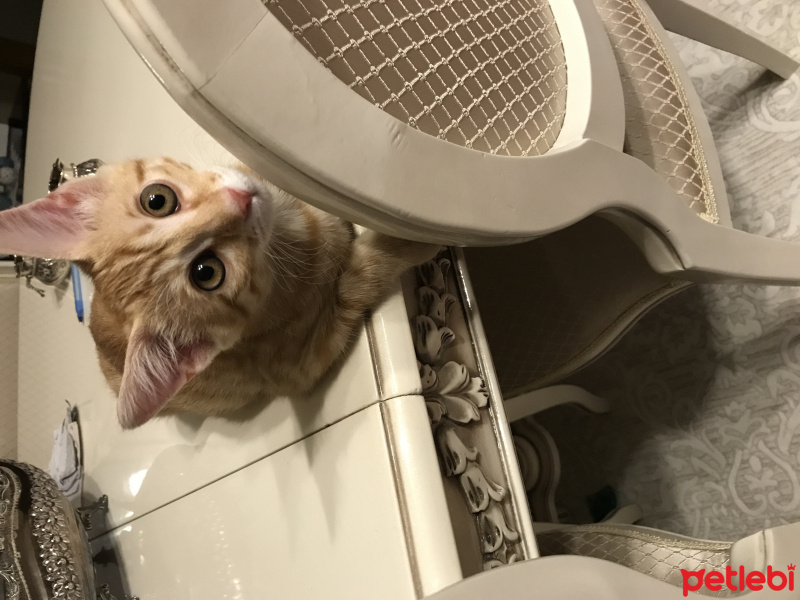 Tekir Kedi, Kedi  binnaz fotoğrafı
