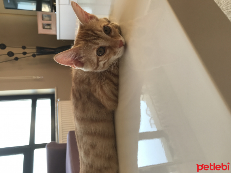 Tekir Kedi, Kedi  binnaz fotoğrafı