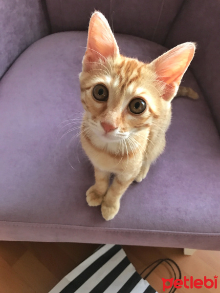 Tekir Kedi, Kedi  binnaz fotoğrafı