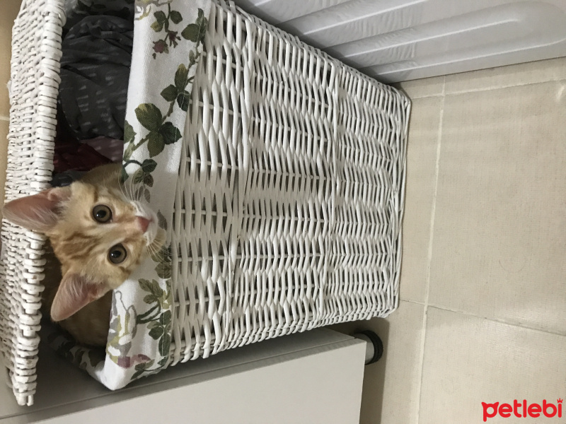 Tekir Kedi, Kedi  binnaz fotoğrafı