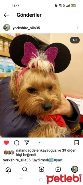 Yorkshire Terrier, Köpek  Şila fotoğrafı