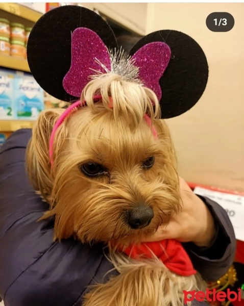 Yorkshire Terrier, Köpek  Şila fotoğrafı