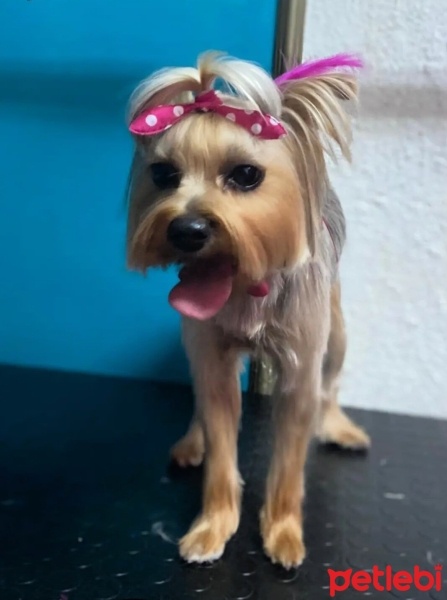 Yorkshire Terrier, Köpek  Şila fotoğrafı