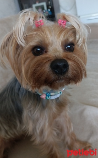 Yorkshire Terrier, Köpek  Şila fotoğrafı