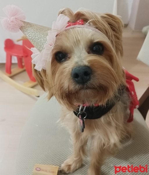 Yorkshire Terrier, Köpek  Şila fotoğrafı