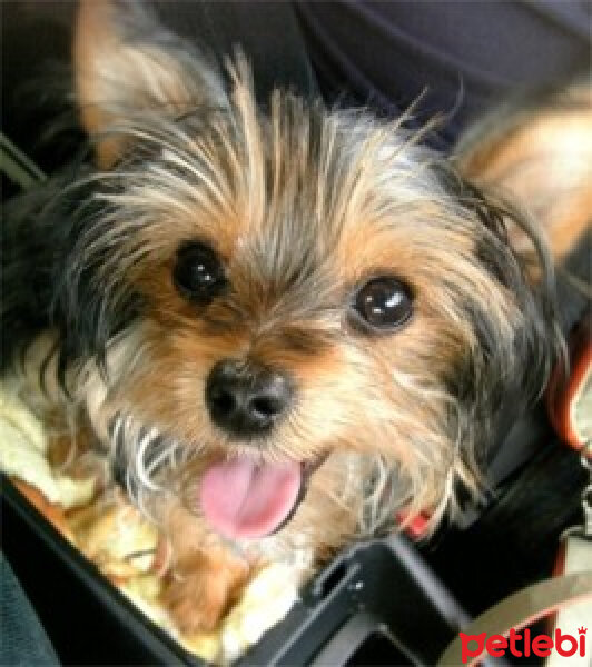 Yorkshire Terrier, Köpek  Paris fotoğrafı