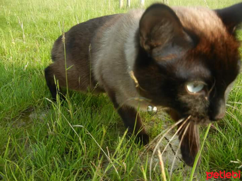 Siyam Kedisi, Kedi  carlos fotoğrafı