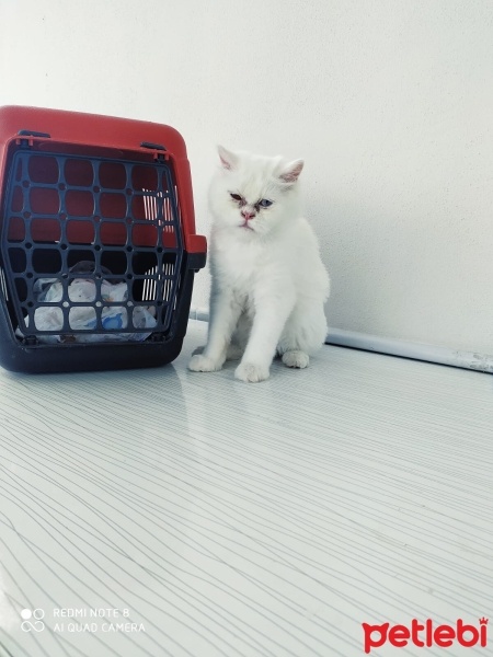 Chinchilla, Kedi  Pamuk fotoğrafı
