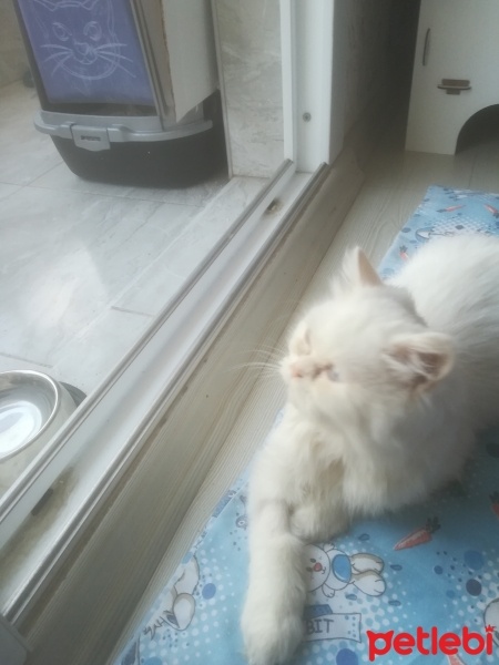 Chinchilla, Kedi  Pamuk fotoğrafı
