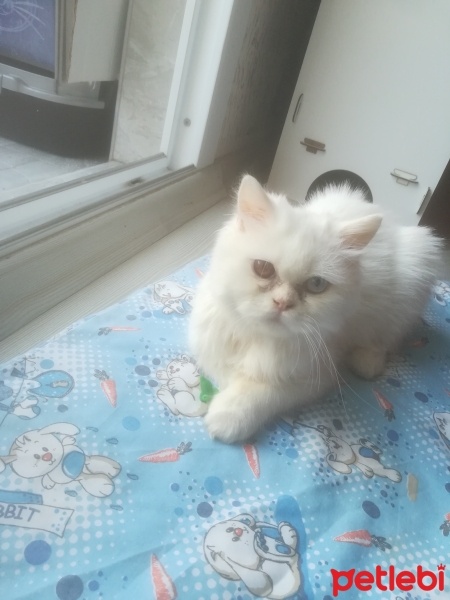 Chinchilla, Kedi  Pamuk fotoğrafı