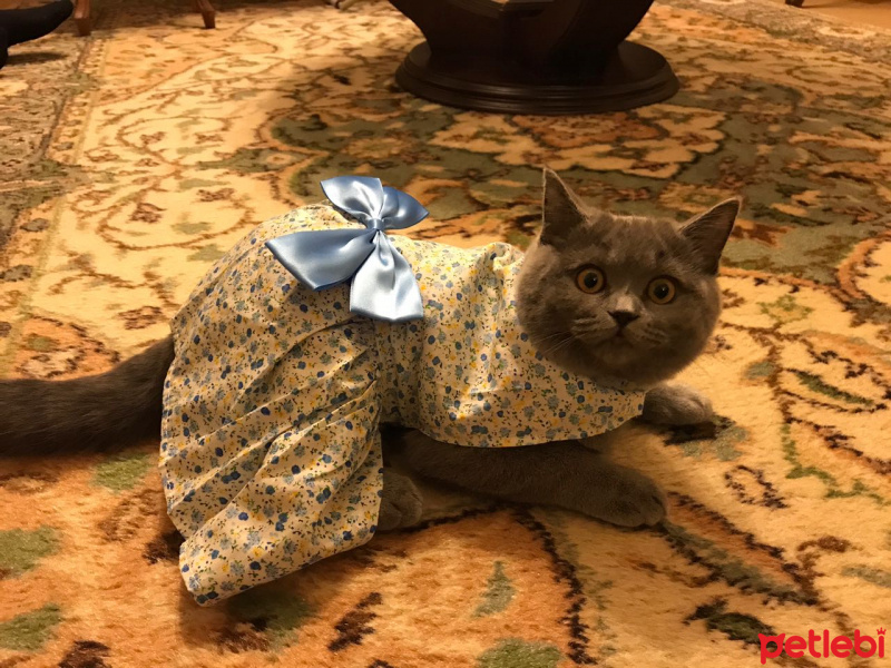 British Shorthair, Kedi  Zeyna fotoğrafı