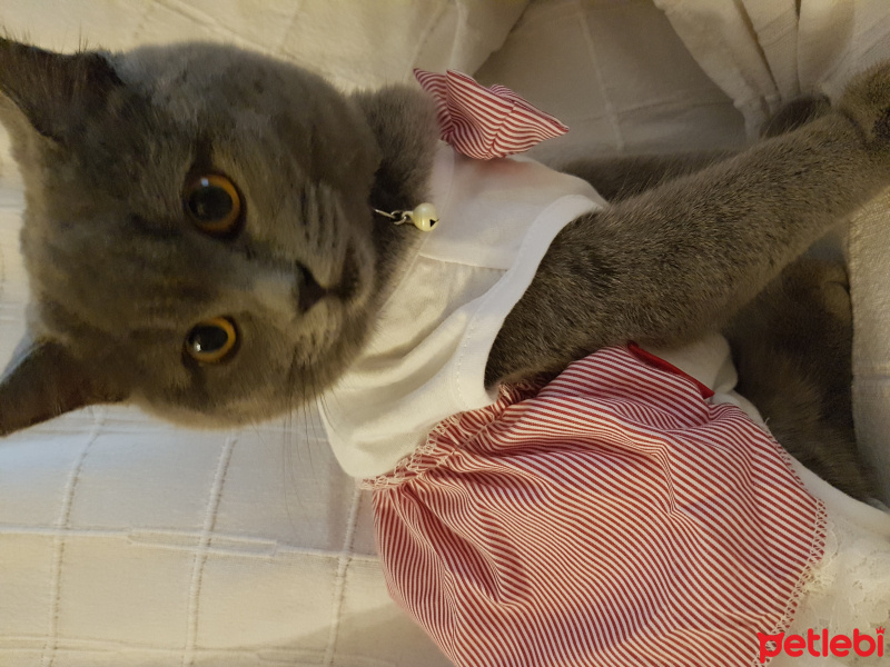 British Shorthair, Kedi  Zeyna fotoğrafı
