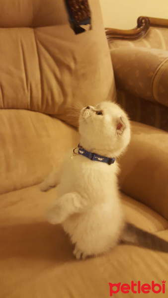 British Shorthair, Kedi  Zeyna fotoğrafı