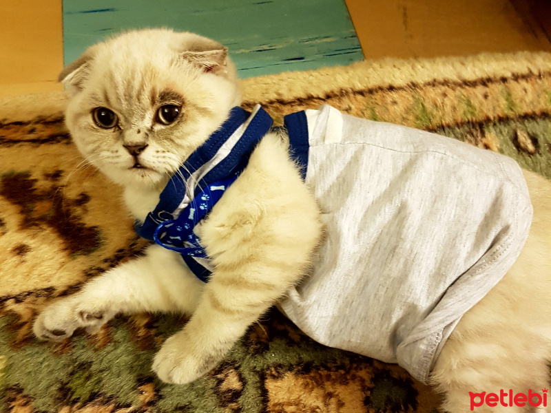 British Shorthair, Kedi  Zeyna fotoğrafı