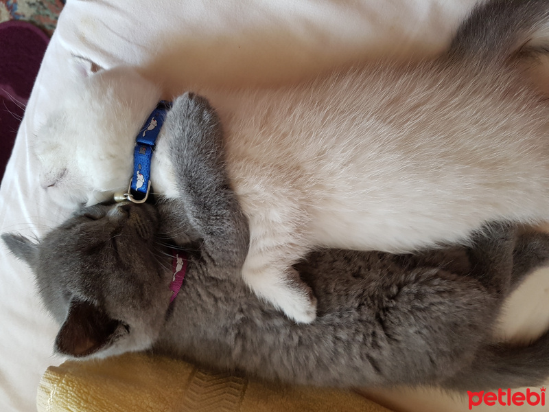 British Shorthair, Kedi  Zeyna fotoğrafı