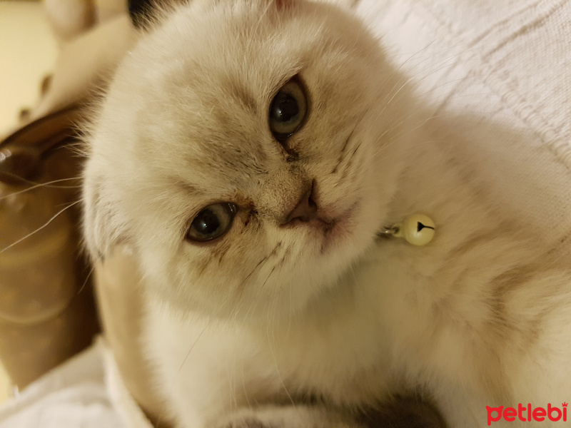 British Shorthair, Kedi  Zeyna fotoğrafı