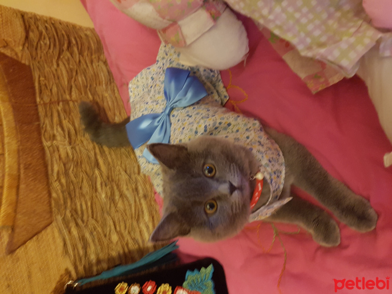 British Shorthair, Kedi  Zeyna fotoğrafı