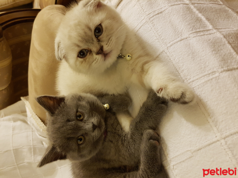 British Shorthair, Kedi  Zeyna fotoğrafı
