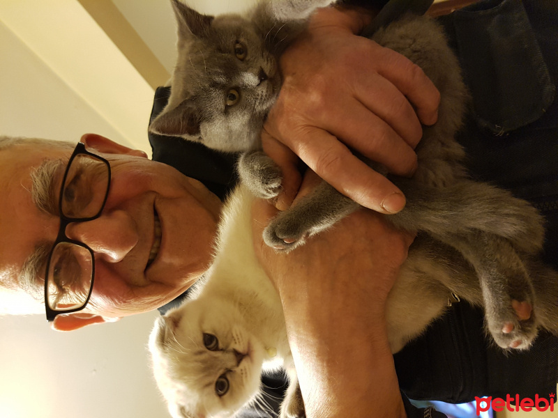 British Shorthair, Kedi  Zeyna fotoğrafı