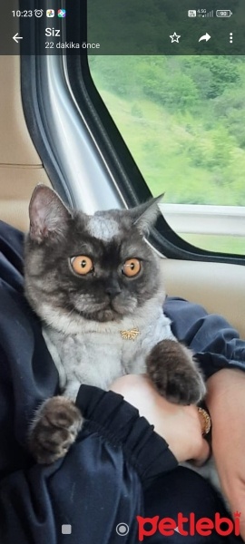 British Shorthair, Kedi  Duman fotoğrafı