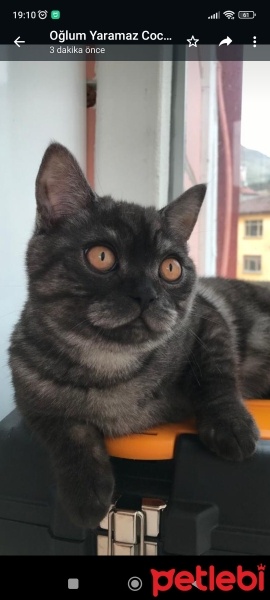 British Shorthair, Kedi  Duman fotoğrafı