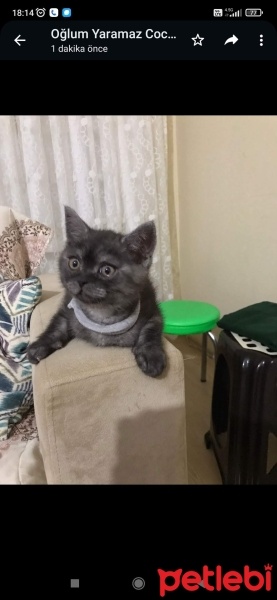 British Shorthair, Kedi  Duman fotoğrafı
