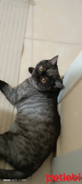 British Shorthair, Kedi  Duman fotoğrafı