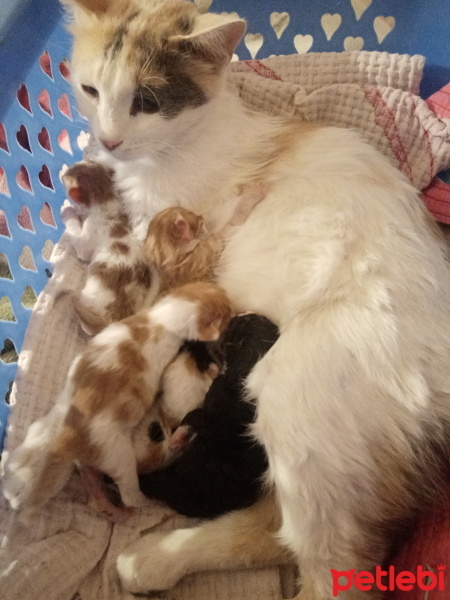 Tekir Kedi, Kedi  Fıstık fotoğrafı