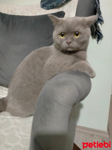 British Shorthair, Kedi  Yumoş fotoğrafı
