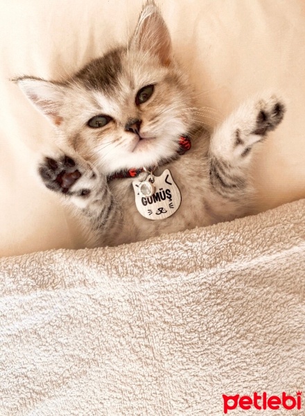 British Shorthair, Kedi  Gümüş fotoğrafı