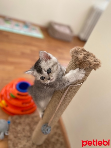 British Shorthair, Kedi  Gümüş fotoğrafı
