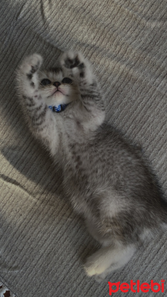 British Shorthair, Kedi  Gümüş fotoğrafı