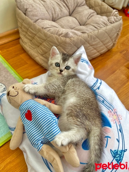 British Shorthair, Kedi  Gümüş fotoğrafı