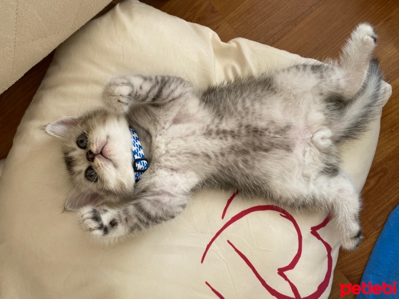 British Shorthair, Kedi  Gümüş fotoğrafı