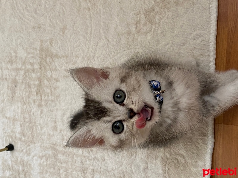 British Shorthair, Kedi  Gümüş fotoğrafı